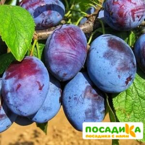 Слива Чачакская ранняя купить по цене от 229.00р. в интернет-магазине «Посадика» с доставкой почтой в в Рудняе и по всей России – [изображение №1].