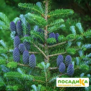 Пихта корейская (Abies koreana) купить по цене от 450.00р. в интернет-магазине «Посадика» с доставкой почтой в в Рудняе и по всей России – [изображение №1].