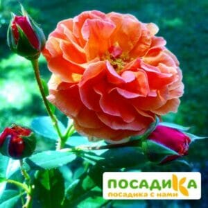 Роза Арабия купить по цене от 350.00р. в интернет-магазине «Посадика» с доставкой почтой в в Рудняе и по всей России – [изображение №1].