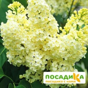 Сирень Примроуз (Primrose) купить по цене от 529.00р. в интернет-магазине «Посадика» с доставкой почтой в в Рудняе и по всей России – [изображение №1].