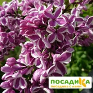 Сирень Сенсация купить по цене от 529.00р. в интернет-магазине «Посадика» с доставкой почтой в в Рудняе и по всей России – [изображение №1].