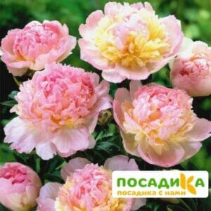 Пион Распберри Сандей (Paeonia Raspberry Sundae) купить по цене от 959р. в интернет-магазине «Посадика» с доставкой почтой в в Рудняе и по всей России – [изображение №1].