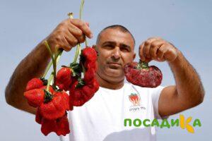 Клубника Гигант Джорнея купить по цене от 266р. в интернет-магазине «Посадика» с доставкой почтой в в Рудняе и по всей России – [изображение №1].