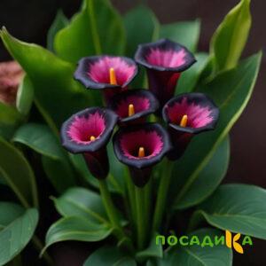 Калла Аура Лейс купить по цене от 400р. в интернет-магазине «Посадика» с доставкой почтой в в Рудняе и по всей России – [изображение №1].