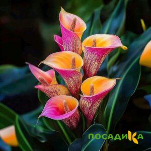 Калла Оникс купить по цене от 450р. в интернет-магазине «Посадика» с доставкой почтой в в Рудняе и по всей России – [изображение №1].