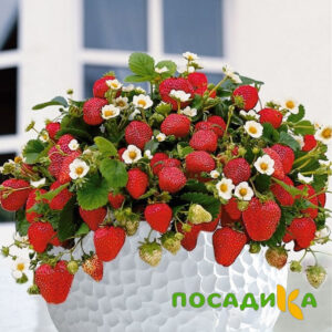 Клубника Рубиновый Шепот (горшечная) купить по цене от 240р. в интернет-магазине «Посадика» с доставкой почтой в в Рудняе и по всей России – [изображение №1].