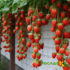 Клубника вьющаяся Комплимент купить по цене от 470р. в интернет-магазине «Посадика» с доставкой почтой в в Рудняе и по всей России – [изображение №1].