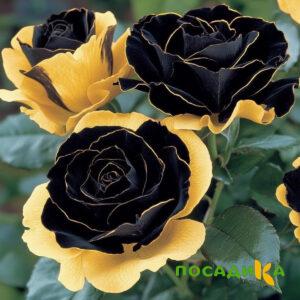 Роза Ханни Сикл купить по цене от 700р. в интернет-магазине «Посадика» с доставкой почтой в в Рудняе и по всей России – [изображение №1].