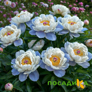 Пион акварельный Этюд купить по цене от 806р. в интернет-магазине «Посадика» с доставкой почтой в в Рудняе и по всей России – [изображение №1].