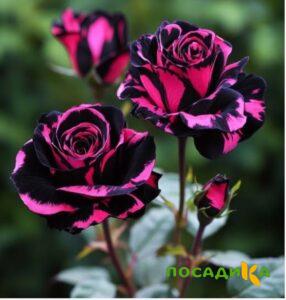Роза Багровый Шепот купить по цене от 366р. в интернет-магазине «Посадика» с доставкой почтой в в Рудняе и по всей России – [изображение №1].