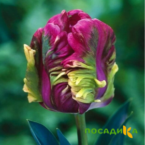 Тюльпан Экзотик Хэвен купить по цене от 186р. в интернет-магазине «Посадика» с доставкой почтой в в Рудняе и по всей России – [изображение №1].