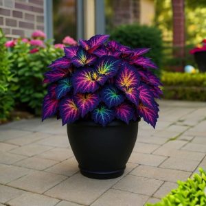 Хоста Фрости Блю купить по цене от 389р. в интернет-магазине «Посадика» с доставкой почтой в в Рудняе и по всей России – [изображение №1].