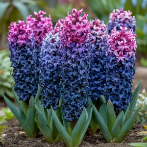 Гиацинт Блю Спринг купить по цене от 2099р. в интернет-магазине «Посадика» с доставкой почтой в в Рудняе и по всей России – [изображение №1].