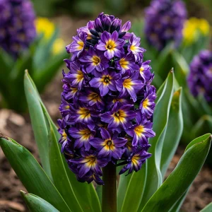 Гиацинт Вельвет Колор купить по цене от 2099р. в интернет-магазине «Посадика» с доставкой почтой в в Рудняе и по всей России – [изображение №1].