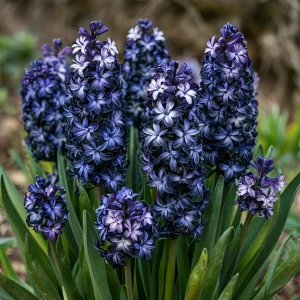 Гиацинт Блум Клауд купить по цене от 2099р. в интернет-магазине «Посадика» с доставкой почтой в в Рудняе и по всей России – [изображение №1].