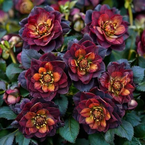 Морозник Сноу Дроп купить по цене от 348р. в интернет-магазине «Посадика» с доставкой почтой в в Рудняе и по всей России – [изображение №1].