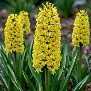 Гиацинт Сансет Голд купить по цене от 2099р. в интернет-магазине «Посадика» с доставкой почтой в в Рудняе и по всей России – [изображение №1].