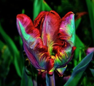 Тюльпан Эирпрайз купить по цене от 270р. в интернет-магазине «Посадика» с доставкой почтой в в Рудняе и по всей России – [изображение №1].